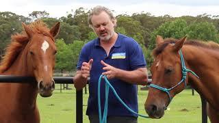 Myth busting Hindgut Ulcers with worldleading expert on equine gut health AProf Dr Ben Sykes [upl. by Hollah]