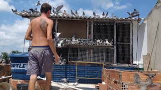 Pombos entrando no Pombal 70 mais rápido em apenas 9 dias 🙏🙌 [upl. by Marni]