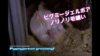 ノリノリ毛繕い Pygmyjerboa grooming [upl. by Llig]