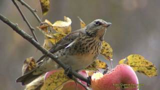 BJÖRKTRAST Fieldfare Turdus pilaris Klipp  432 [upl. by Amiel390]