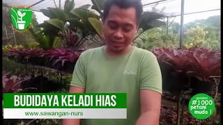 Budidaya Tanaman Hias Keladi Sawangan Nursery [upl. by Martinic]