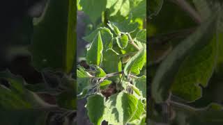 Gardening  Tomatillo Buds 2024 [upl. by Nahn]