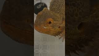 Sir Grumps beardeddragon reptile exotic pets animals reptiles [upl. by Ahsinned]