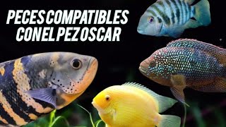 PECES COMPATIBLES CON EL PEZ OSCAR [upl. by Ecnarretal]