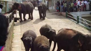 Pinnawala Elephant Orphanage Sri Lanka 2016 [upl. by Einreb]