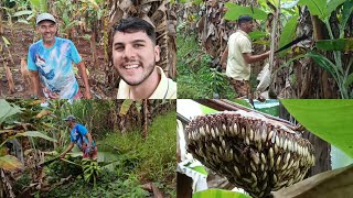 MEU PAI FOI ATACADO😱 COLHEITA DE BANANA [upl. by Drofnelg]