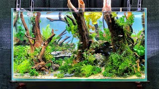 The BEST Aquascapes at Aquatic Experience 2019 [upl. by Ohcirej522]