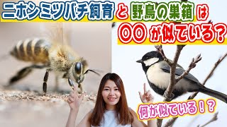 野鳥の巣箱設置・観察と似てる！？ニホンミツバチの飼育 [upl. by Rorrys31]