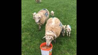 14 Episode 14 Grass Tetany in ewes – predisposing factors and prevention measures [upl. by Lleze56]