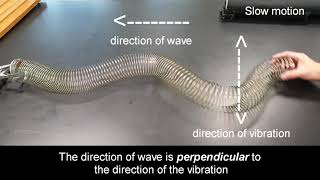 Transverse wave using slinky coil [upl. by Nylyram]