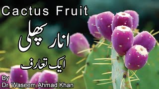 Cactus Fruit Benefits  An Introduction To Cactus Fruit  Anar Phali K Fayde  Nag Phani Plant [upl. by Adolph437]