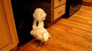 umbrella cockatoo going mad in kitchen floor but a happy bird [upl. by Lowrie41]