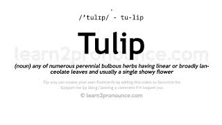 Tulip pronunciation and definition [upl. by Scrogan673]