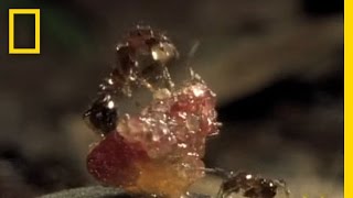 FleshEating Ants  National Geographic [upl. by Kato]