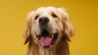 Labrador Retriever vs Golden Retriever A Happy Fun Showdown animalfacts animaldocumentary 316 [upl. by Chic311]