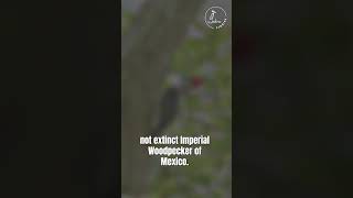 Ivorybilled Woodpecker Trivia Tuesday Special Edition birdnerd wildlife triviatuesday [upl. by Bevin389]