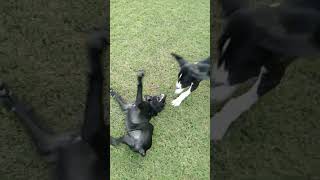 🤜🏻🐶🤛🏻dog dogfights wwe fighting dogshorts doglover funny youtubeshorts [upl. by Raimund658]