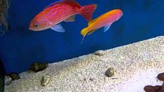 Anthias bimaculatus [upl. by Notneuq236]