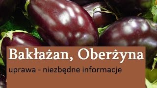 Bakłażan Oberżyna  uprawa [upl. by Woermer854]