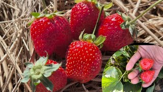 Erdbeeren im September [upl. by Georgeanne]