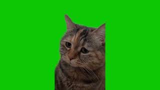 Sad Cat Meowing Meme Green Screen  vfxnoob [upl. by Gainer]