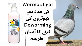 kabutaro ki dewormingHow to deworm pigeons with wormout gel deworming wormoutgel [upl. by Lalaj]