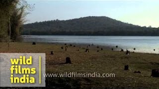 Kabini River of Bandipur National Park Karnataka [upl. by Anirrehs528]