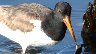 American oystercatcher bird eating oyster running [upl. by Crispas]