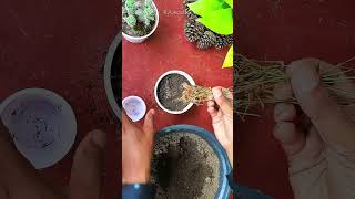 How to propagate grasslike juncus seeds collected from wild shorts [upl. by Hashum]