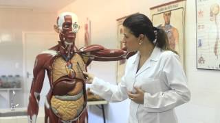 ART Anatomia e Fisiologia Humana  Sistemas Respiratório e Cardiovascular [upl. by Kiah]