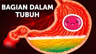 Perjalanan Makanan di Dalam Tubuh [upl. by Cheslie]