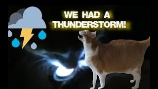 We Had A Thunderstorm My Cats Reaction [upl. by Chaffin841]