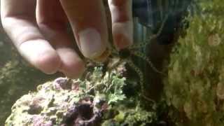 Aquarium brittle star moving [upl. by Gilman]