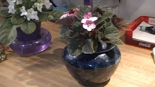 African Violet Care [upl. by Bunder385]