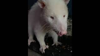 Albino opossum eats [upl. by Roselyn]