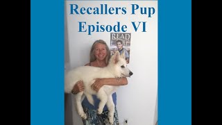 Dog Training Using Recallers Games Is Continual Learning and NeverEnding Joy [upl. by Eniaj]