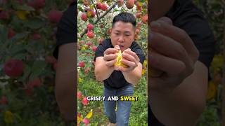 Apple farming 🍎trending video ytshorts viralvideo 🍎 [upl. by Lucienne]