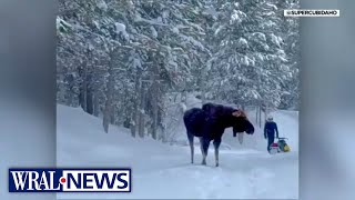 ID Family survives moose attack is caught on cam [upl. by Tabb896]