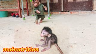 monkey LiBi give newborn baby milk for recovery [upl. by Intisar218]