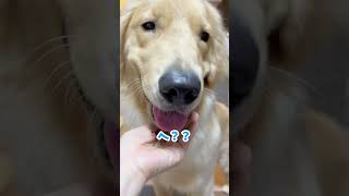 自分でお口を拭く練習その後 dog ゴールデンレトリバー仔犬 goldenretriever 愛犬 大型犬 しつけ [upl. by Dori618]