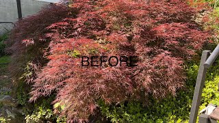 THINNING AND SHAPING JAPANESE LACE LEAF MAPLE 🍁 [upl. by Laius]