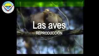 Las aves Reproducción [upl. by Helen]