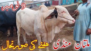 Gulabi Ablag or Cholistani Bachroo ki latest update  Multan Cow Mandi [upl. by Sauveur716]