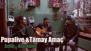 Pupalive amp Tamay Amaç  Asfur  Blackbird cover medley [upl. by Atteuqcaj910]