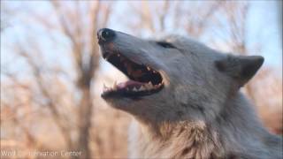 Gray Wolf Alawa Howls [upl. by Sochor]