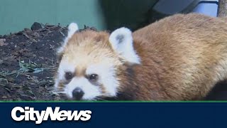 Assiniboine Park Zoo hosts Red Panda Day [upl. by Veronique446]