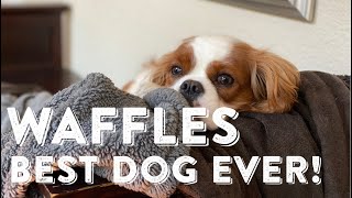 Our Cavalier King Charles Spaniel the BEST Dog Ever [upl. by Biddie761]