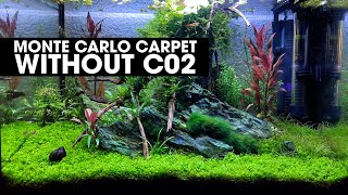 HOW TO GROW A MONTE CARLO CARPET WITHOUT CO2 [upl. by Lovich]