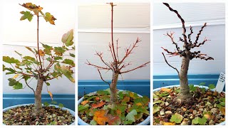 darths bonsai messing with my red maple fall 2024 [upl. by Rubma]