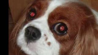 Syringomyelia in Cavalier King Charles [upl. by Herrah]